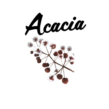 Acacia